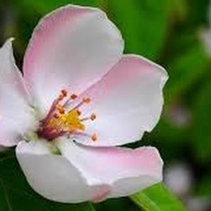 Meet your Posher, Jeanette